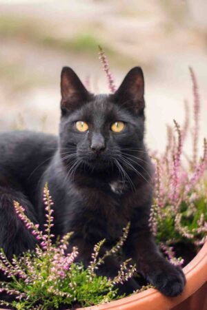 Gato negro - mala suerte