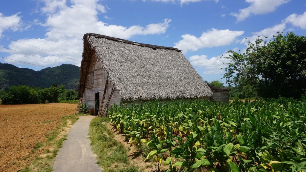 El campo cubano Paisaje rural cubano con campos de caña de azúcar y montañas al fondo, representando la vida en el campo.