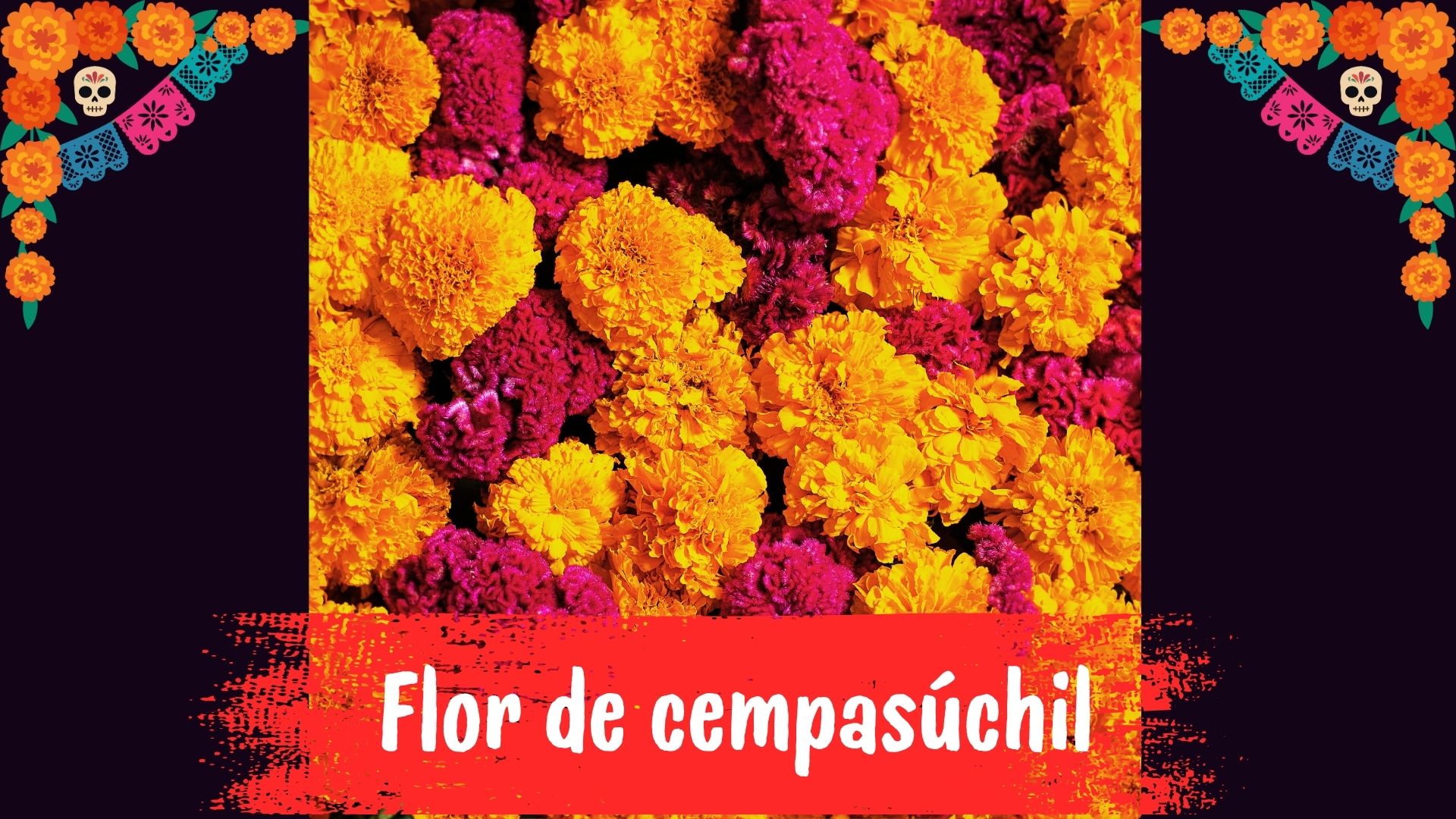 Marigold flowers traditionally used on Day of the Dead altars and offerings in Mexico.